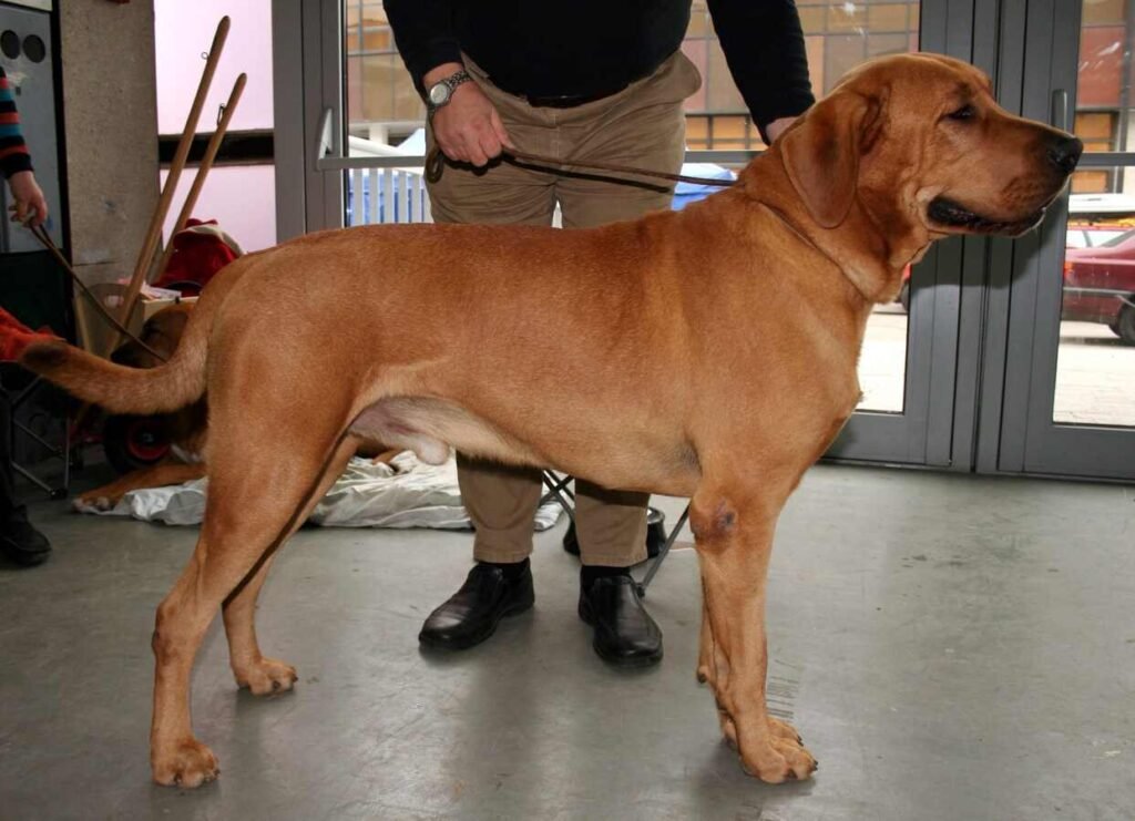 Broholmer / Kennel Club Argentino