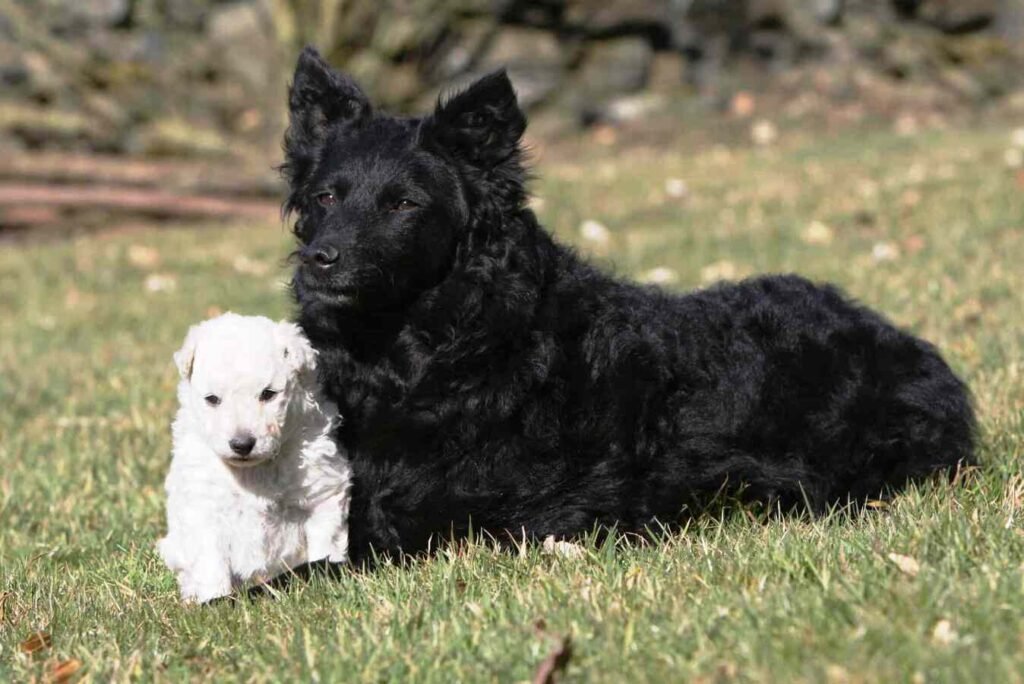 Mudi / Kennel Club Argentino