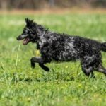 Mudi / Kennel Club Argentino