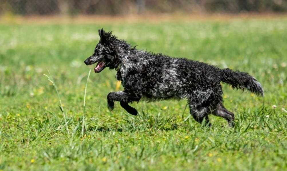 Mudi / Kennel Club Argentino