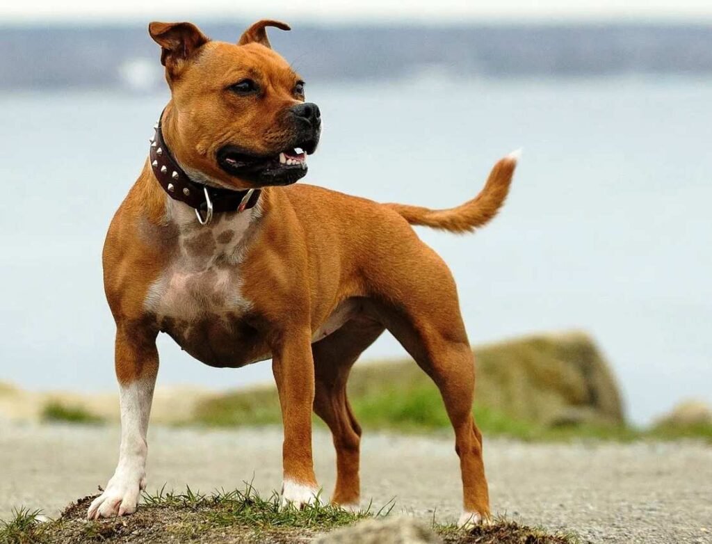 Staffordshire Bull Terrier / Kennel Club Argentino
