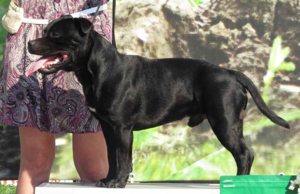 Staffordshire Bull Terrier / Kennel Club Argentino