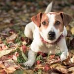 Perro de Granja Danés-Sueco / Kennel Club Argentino