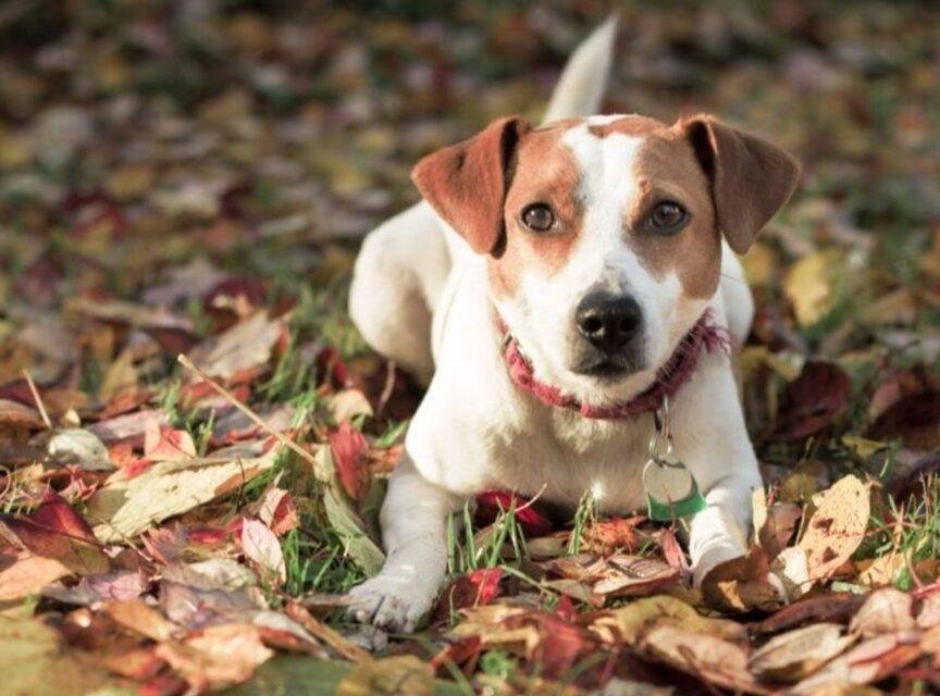 Perro de Granja Danés-Sueco / Kennel Club Argentino