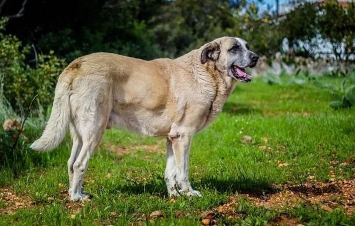 Rafeiro do Alentejo / Kennel Club Argentino