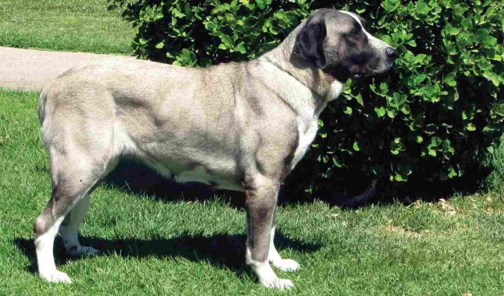 Rafeiro do Alentejo / Kennel Club Argentino