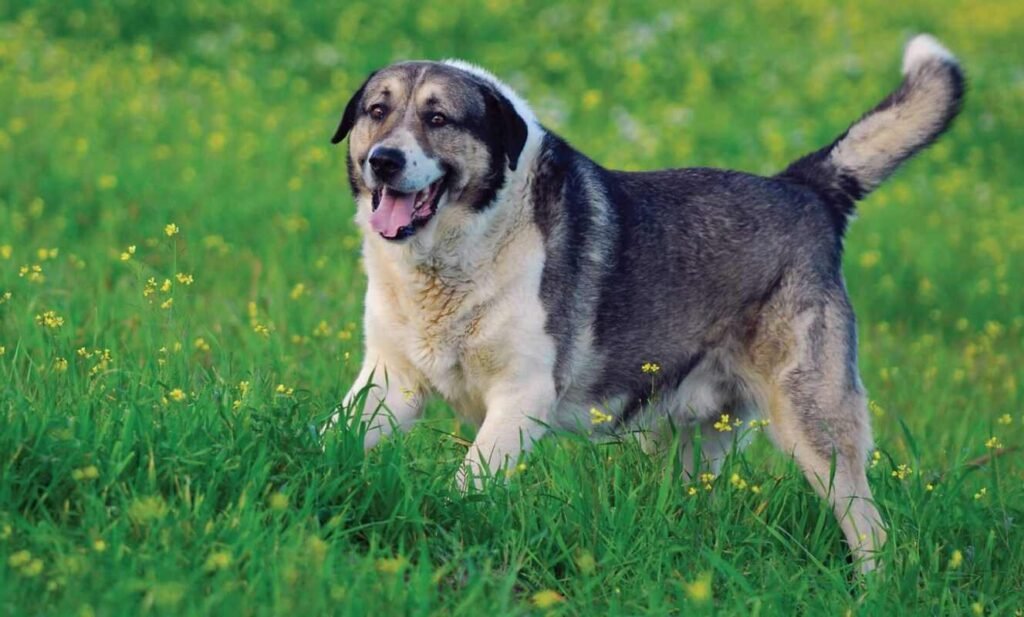 Rafeiro do Alentejo / Kennel Club Argentino