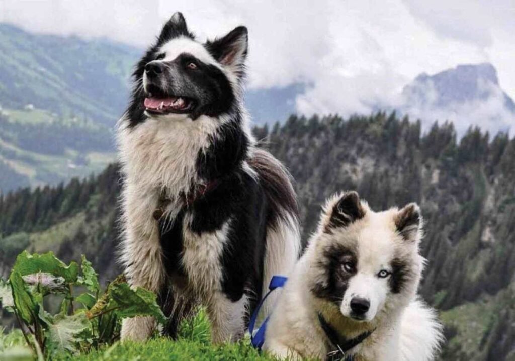 Yakutian Laika / Kennel Club Argentino
