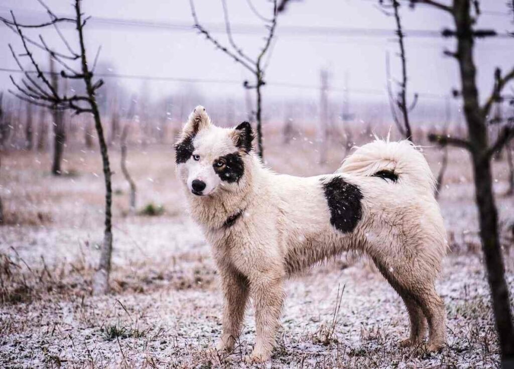 Yakutian Laika / Kennel Club Argentino