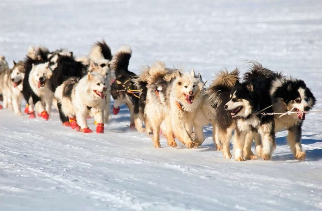 Yakutian Laika / Kennel Club Argentino