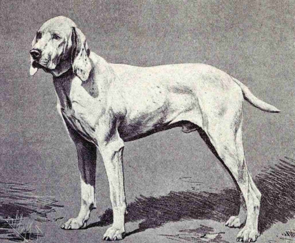 Braco de Ariége  / Kennel Club Argentino