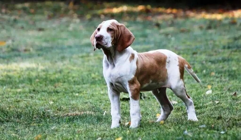 cachorro de Braco de Ariége  / Kennel Club Argentino