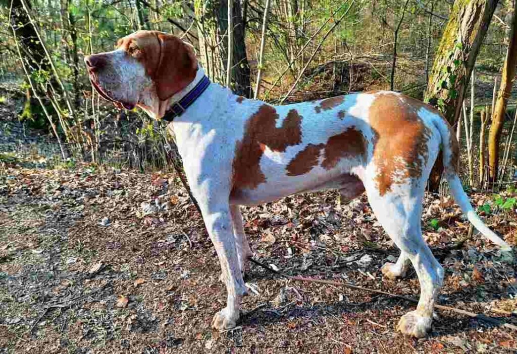 Braco de Ariége  / Kennel Club Argentino