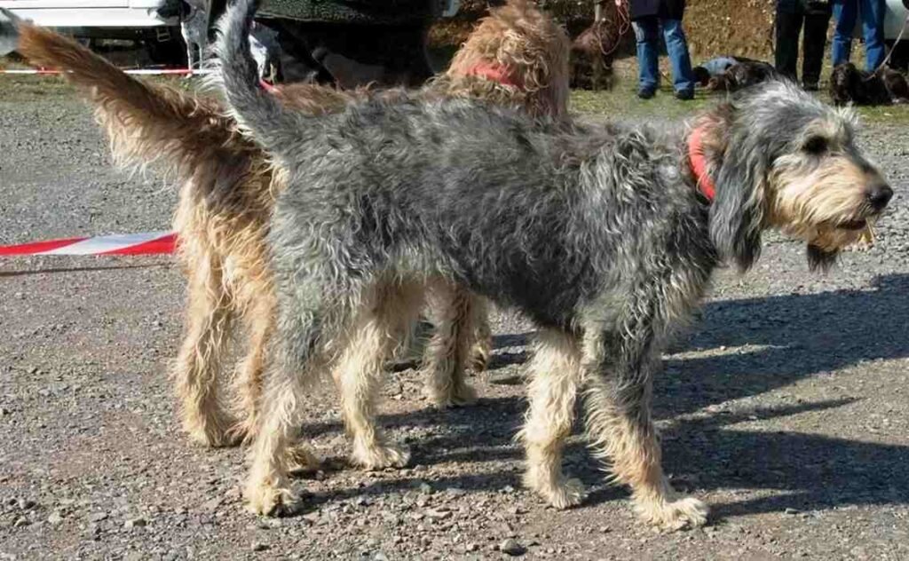 Griffon Nivernais / Kennel Club Argentino
