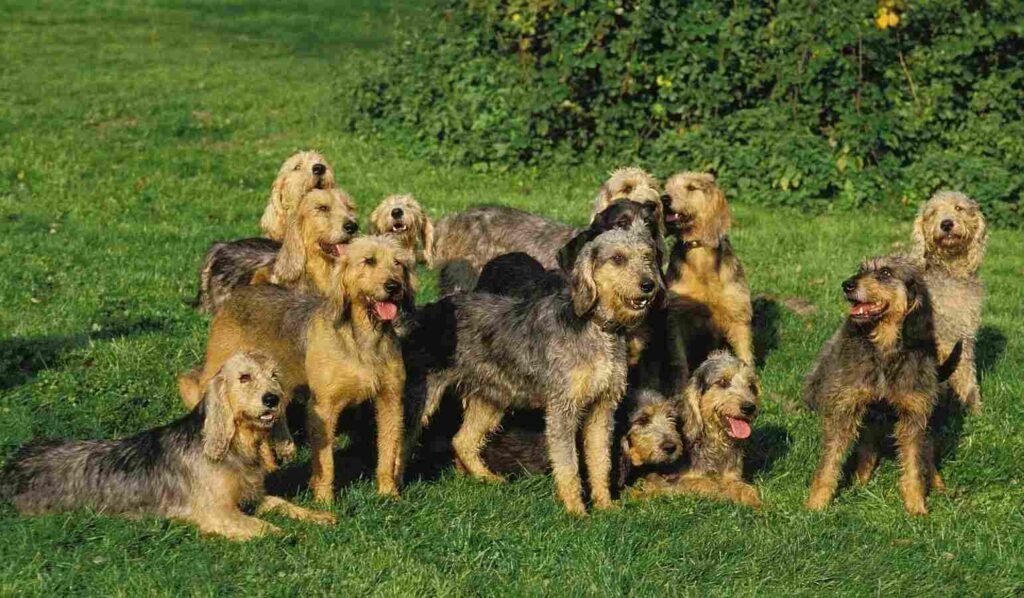 Griffon Nivernais / Kennel Club Argentino