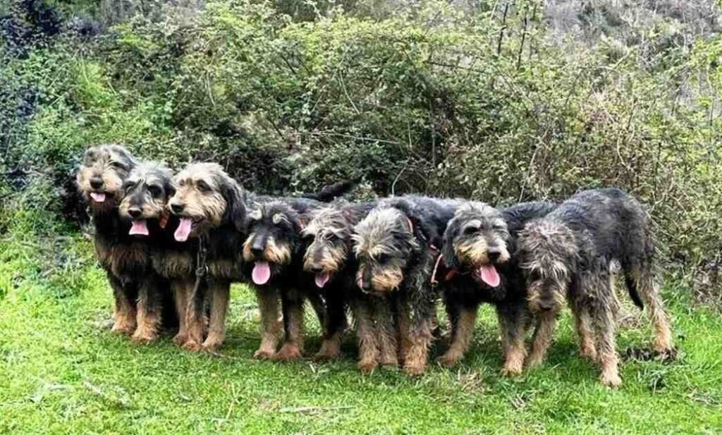 Griffon Nivernais / Kennel Club Argentino