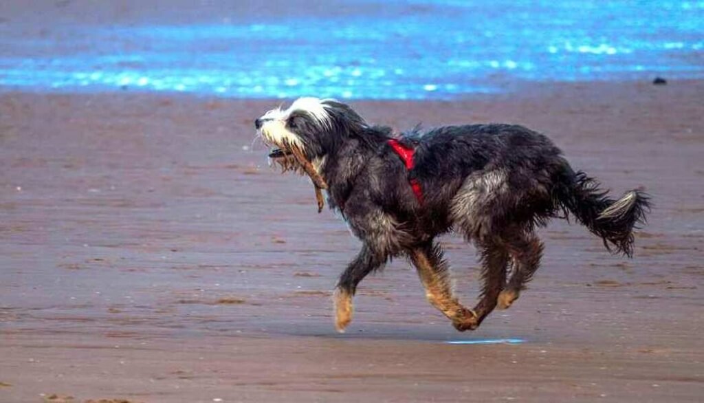 Griffon Nivernais / Kennel Club Argentino