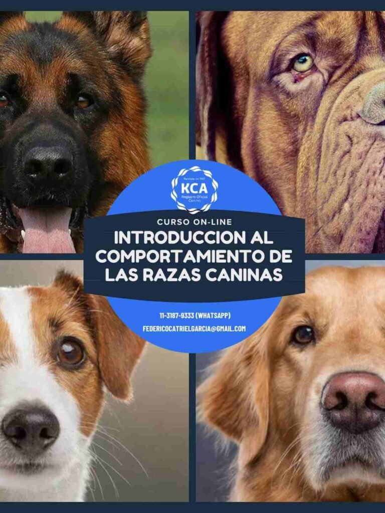 Curso online Introducción al Comportamiento de las Razas Caninas certificado por el Kennel Club Argentino / Curso de Comportamiento de Razas Caninas
