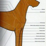 Imagen destacada del artículo «Cinófilia Y Crianza 2012»