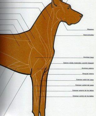 Imagen destacada del artículo «Cinófilia Y Crianza 2012»