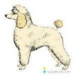 Imagen destacada del artículo «Curso de Peluqueria Canina 2012»