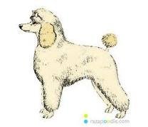 Imagen destacada del artículo «Curso de Peluqueria Canina 2012»