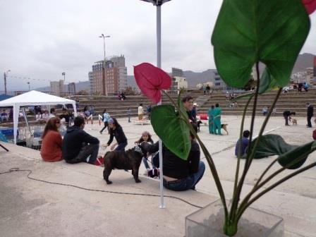 Imagen destacada del artículo «Exposición Antofagasta - Chile»