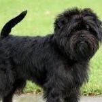 Imagen destacada del artículo «Estándar AFFENPINSCHER»
