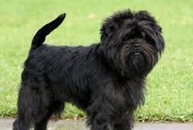 Imagen destacada del artículo «Estándar AFFENPINSCHER»