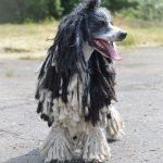 Imagen destacada del artículo «Estándar CANICHE TOY - POODLE TOY.»