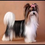 Imagen destacada del artículo «Estándar Yorkshire Terrier Biewer»