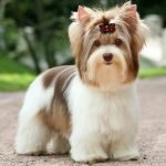 Ejemplar canino para orientar la elección de una raza