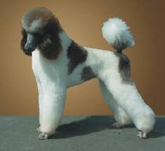 Imagen destacada del artículo «Estándar CANICHE MINIATURA o ENANO - POODLE MINIATURA o ENANO»