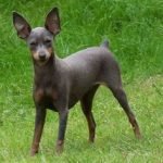 Imagen destacada del artículo «Estándar Pinscher Miniatura»
