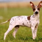 Imagen destacada del artículo «Estándar Terrier Americano Sin Pelo»