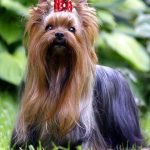 Imagen destacada del artículo «Estandar Yorkshire Terrier - Classic»