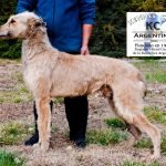 Imagen destacada del artículo «Estándar GALGO BARBUCHO PATAGONICO»