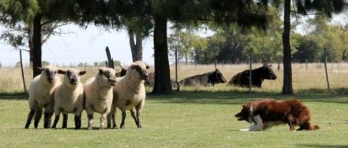 Border collie durante un entrenamiento de pastoreo