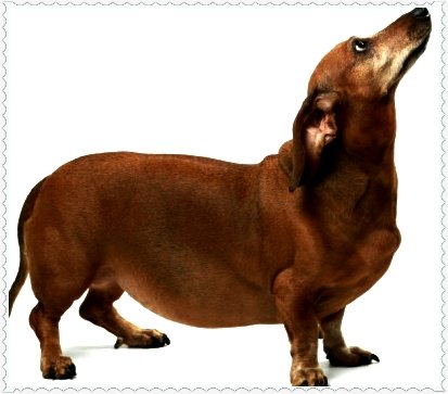 Perro con obesidad