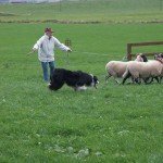 Entrenamiento de pastoreo con border collies