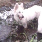 Perros refrescándose en el agua para prevenir el golpe de calor