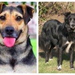 Comparación entre perro mestizo y perro de raza