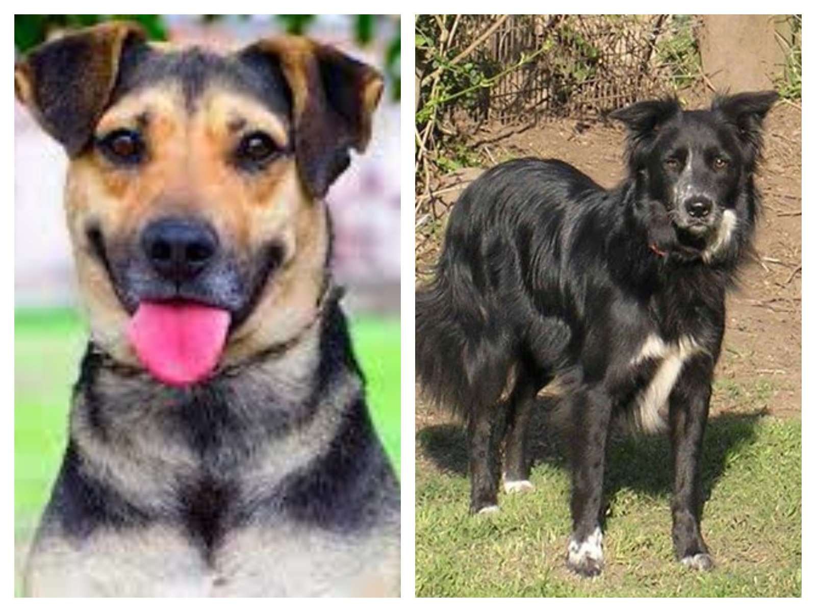 Comparación entre perro mestizo y perro de raza