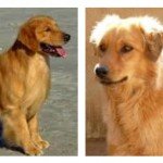 Perro mestizo y golden retriever para explicar el concepto de raza