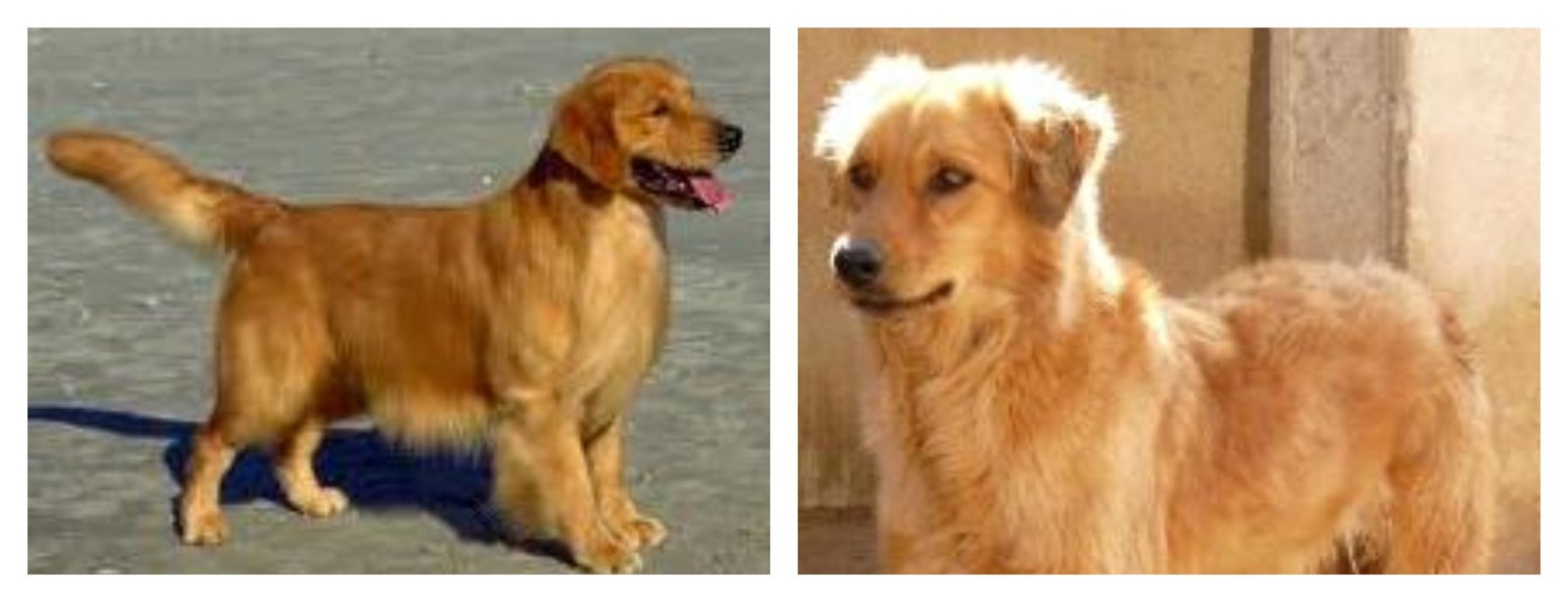 Perro mestizo y golden retriever para explicar el concepto de raza