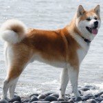 Ejemplar de akita inu mostrando el urajiro