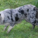 Ejemplar de border collie