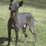 Perro pila argentino