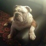 Ejemplar adulto de antiguo bulldog inglés