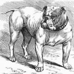 Ilustración histórica del antiguo bulldog inglés